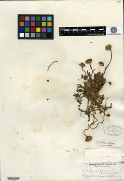 Chaenactis tanacetifolia image