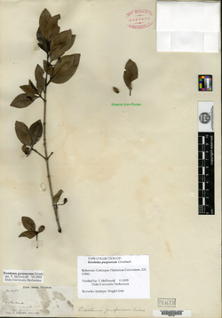 Image of Exostema purpureum