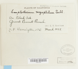 Homalothecium megaptilum image