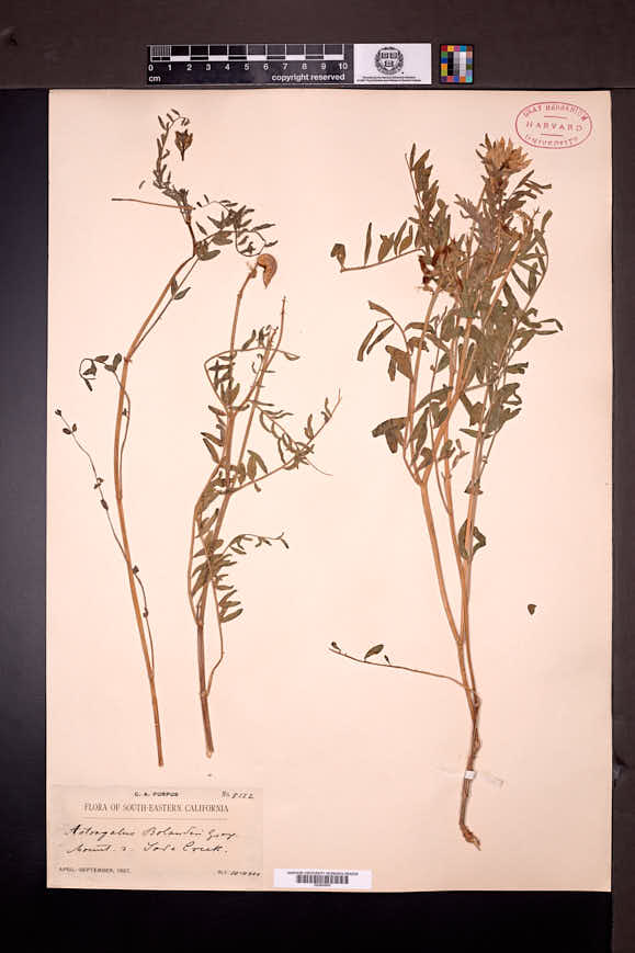 Astragalus bolanderi image