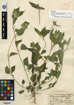 Sclerocarpus phyllocephalus image