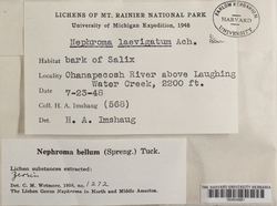 Nephroma bellum image