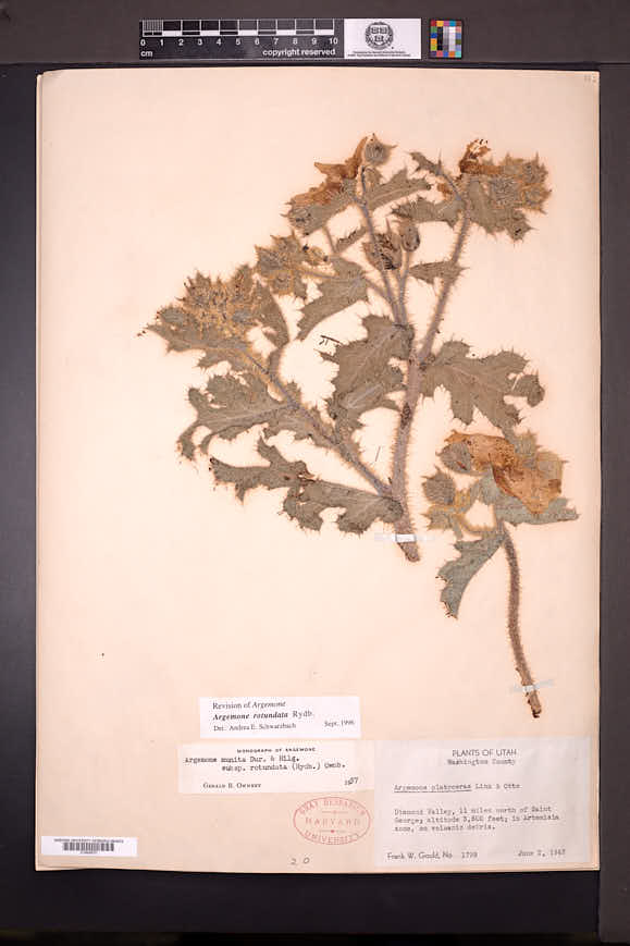 Argemone munita subsp. rotundata image