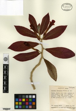 Image of Columnea hirsutissima