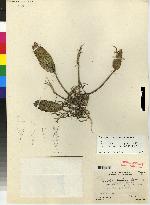 Acianthera ellipsophylla image