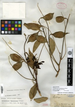 Image of Lonchocarpus benthamianus