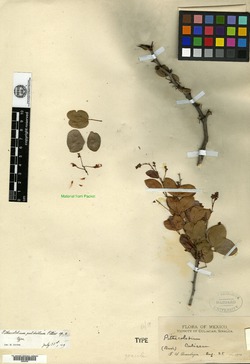 Image of Pithecellobium pulchellum