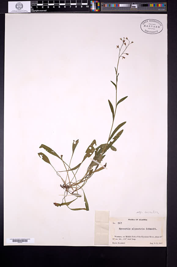 Myosotis alpestris subsp. asiatica image