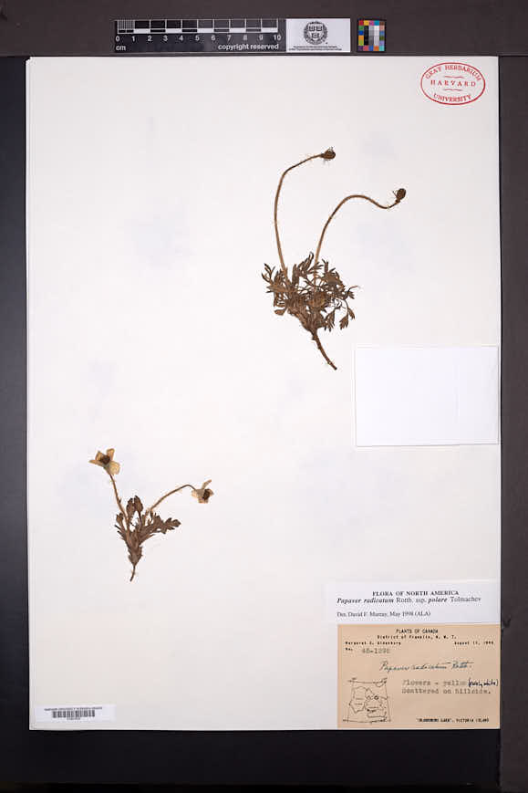 Papaver radicatum subsp. polare image
