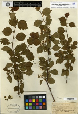 Crataegus choriophylla image