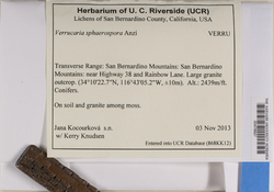 Verrucaria sphaerospora image