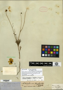 Coreopsis wrightii image