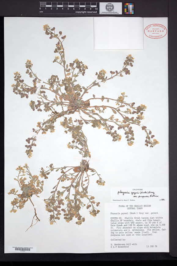 Physaria geyeri image