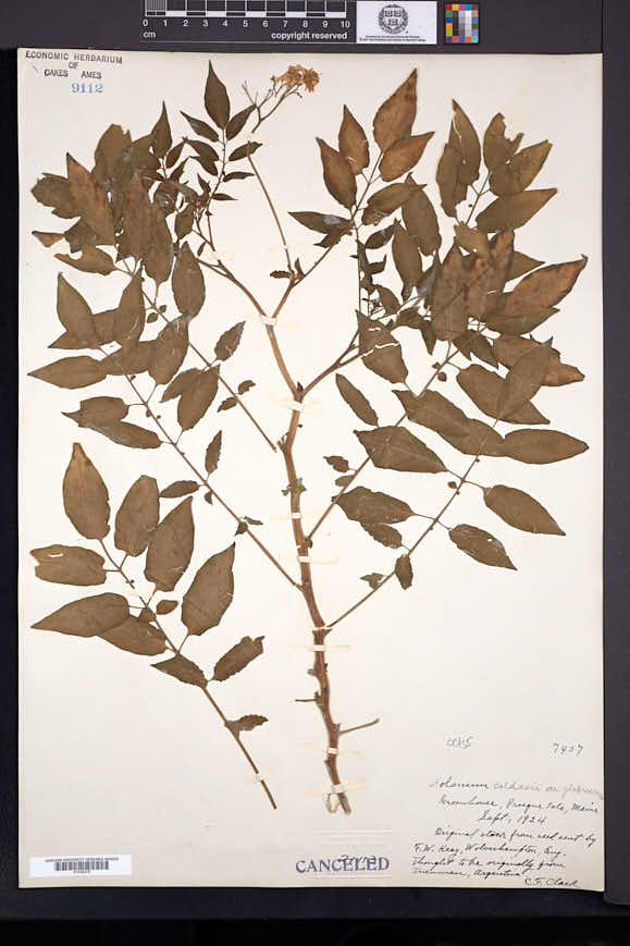 Image of Solanum ochranthum