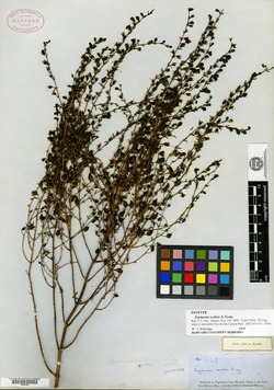Seymeria scabra image