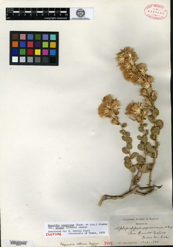 Image of Hazardia obtusa