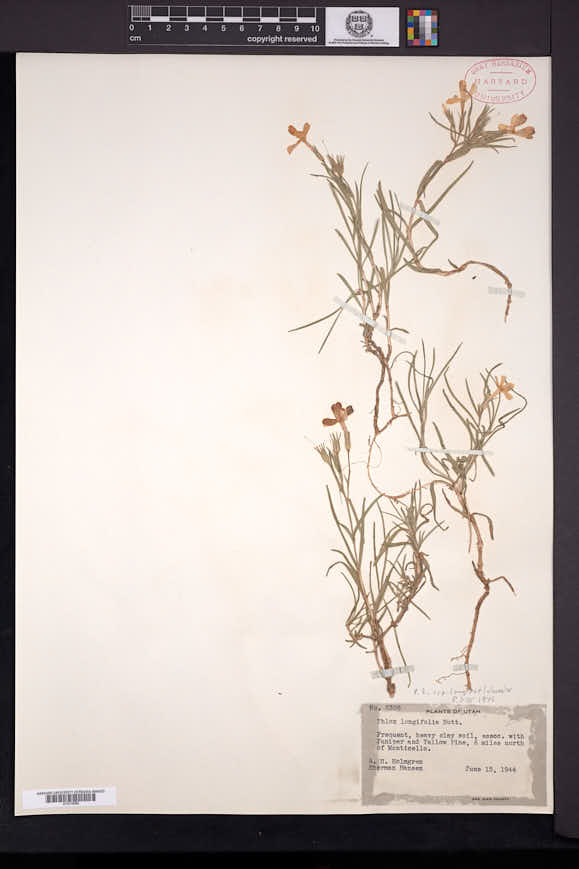 Phlox viridis subsp. longipes image