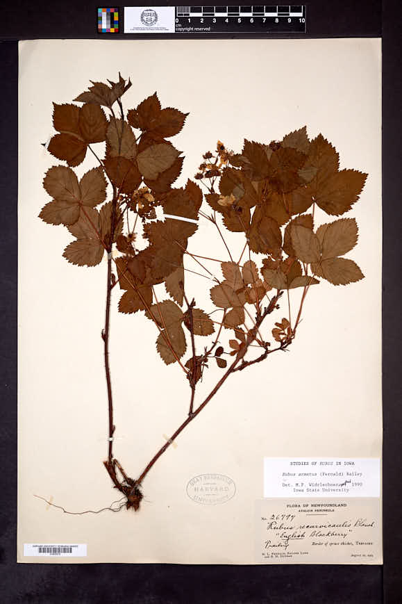 Rubus armatus image