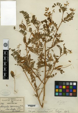 Astragalus regiomontanus image