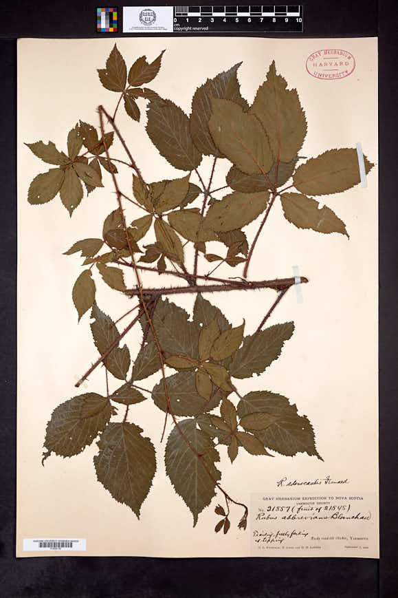 Rubus x adenocaulis image