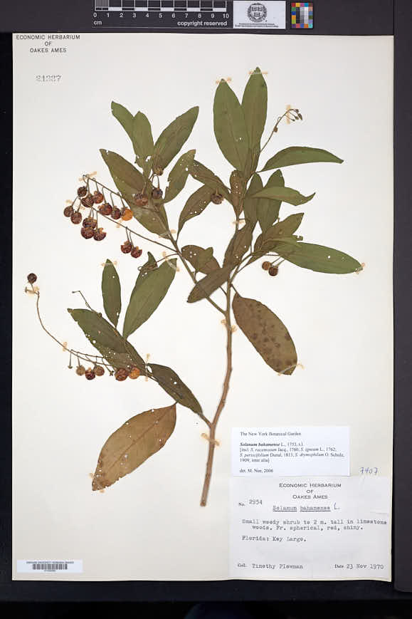 Solanum bahamense image
