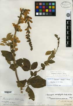Image of Thermopsis robusta