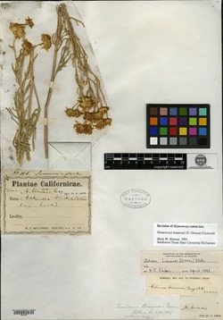 Image of Picradenia lemmonii