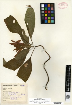 Image of Aphelandra guerrerensis