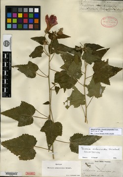 Pavonia achanioides image