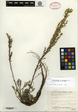 Image of Artemisia mccallae