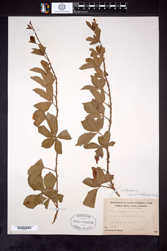 Rubus occidualis image