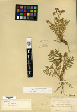 Polemonium tricolor image