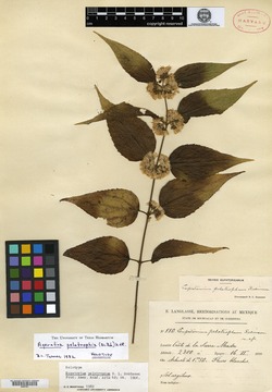 Image of Ageratina pelotropha
