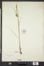 Carex bullata image