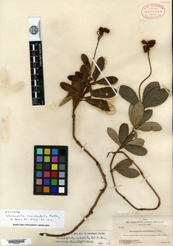 Image of Chimaphila occidentalis