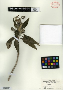 Rhytidophyllum acunae image