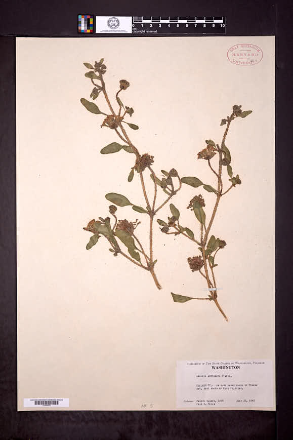 Abronia umbellata subsp. acutalata image