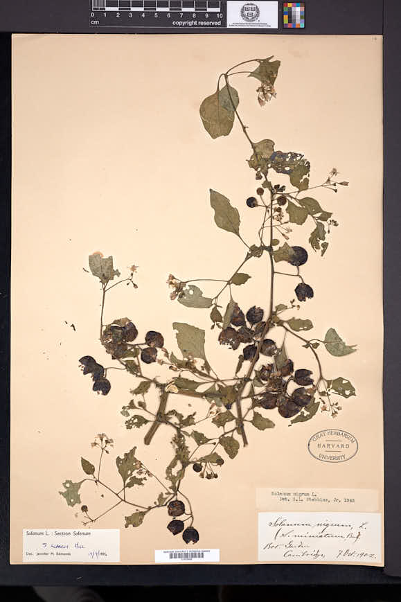 Solanum scabrum image