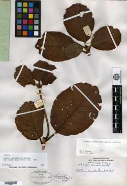 Clethra consimilis image