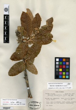 Image of Photinia oblongifolia