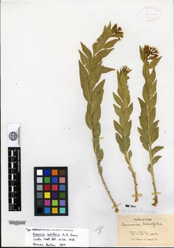 Image of Amsonia latifolia
