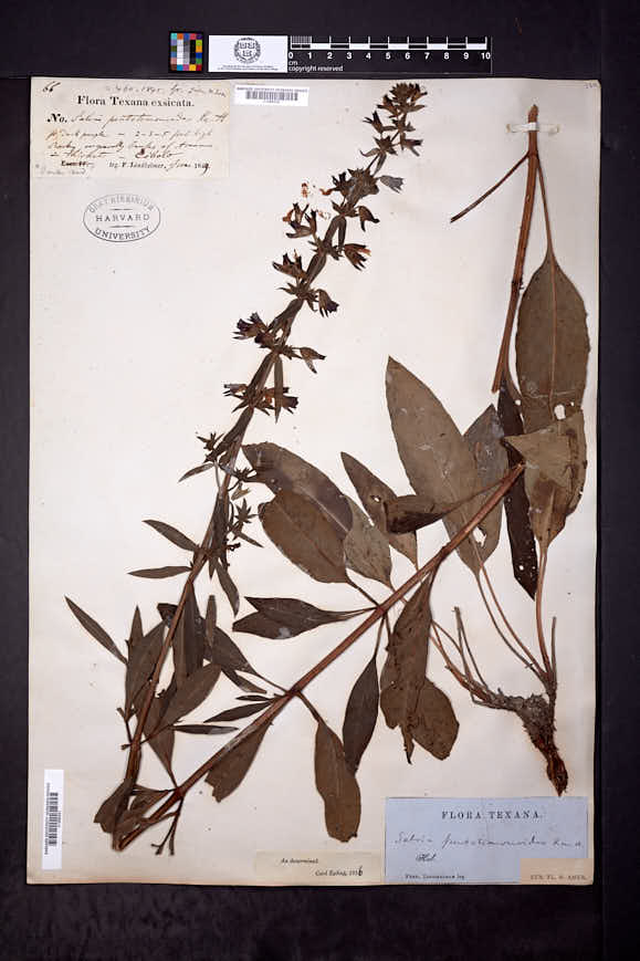 Salvia pentstemonoides image