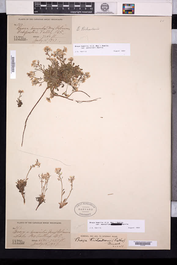 Braya humilis subsp. maccallae image