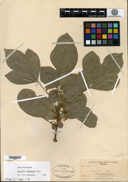 Image of Trichilia havanensis