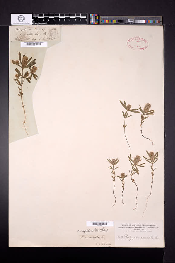 Polygala cruciata var. aquilonia image