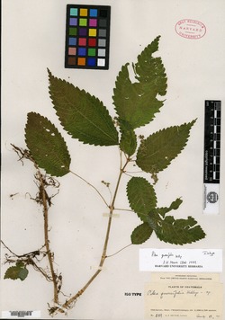 Pilea quercifolia image