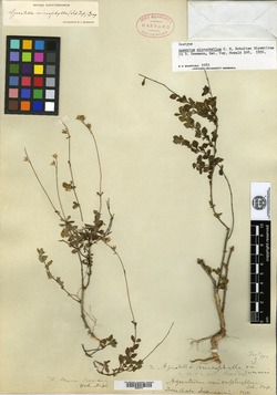 Ageratella microphylla image