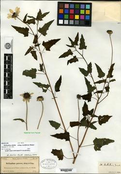 Helianthus debilis subsp. tardiflorus image