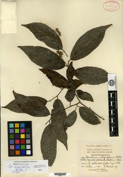 Image of Homalium integrifolium