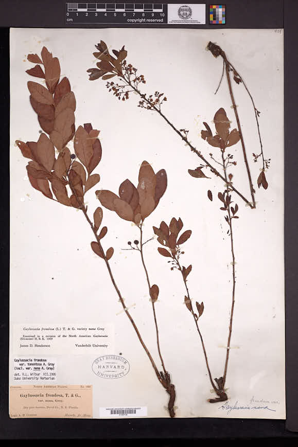 Gaylussacia frondosa var. tomentosa image